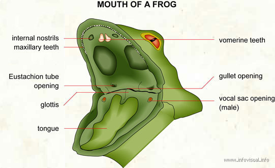 Mouth of a frog